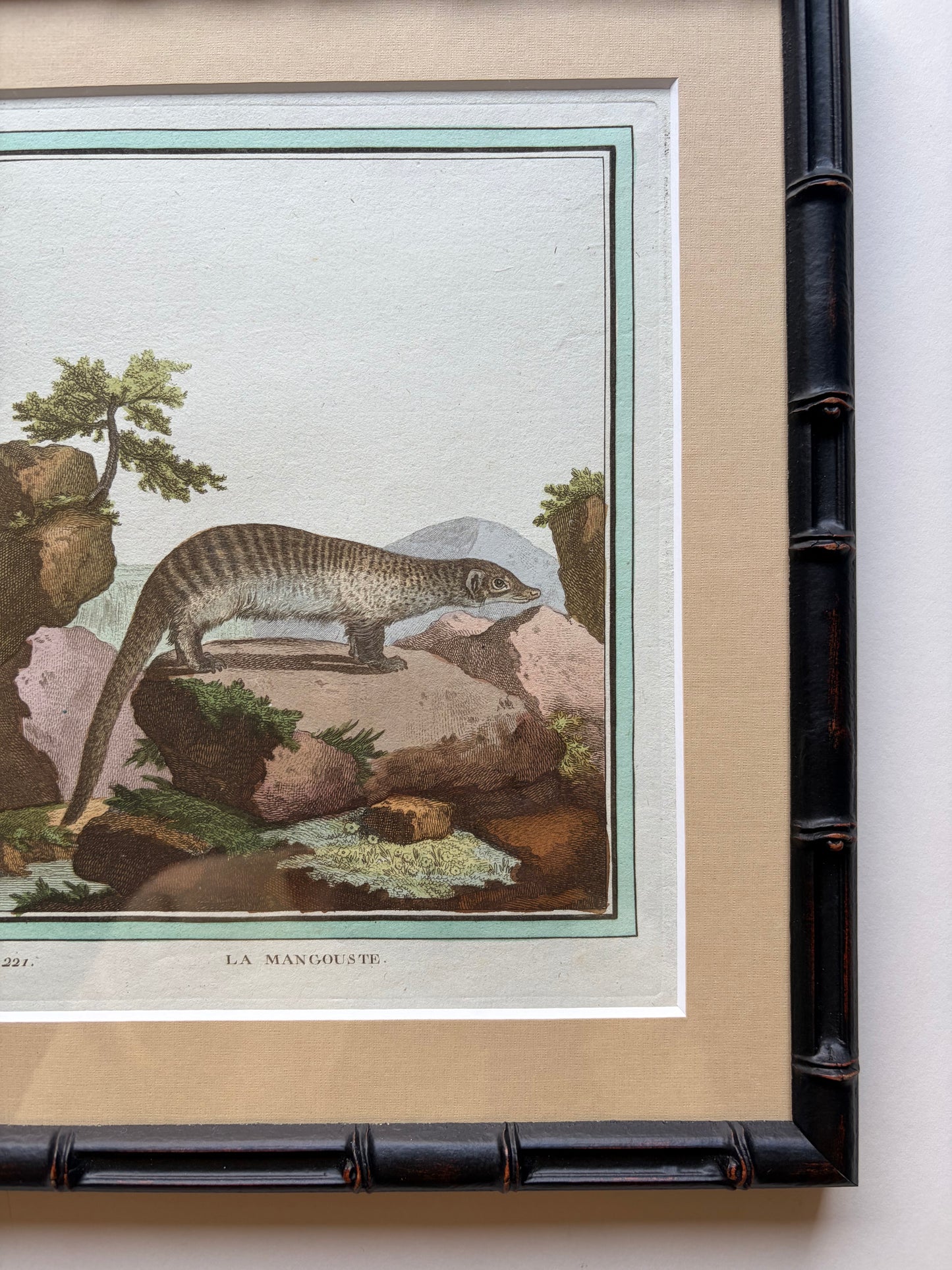 Bamboo style framed antique animal engraving, 1770