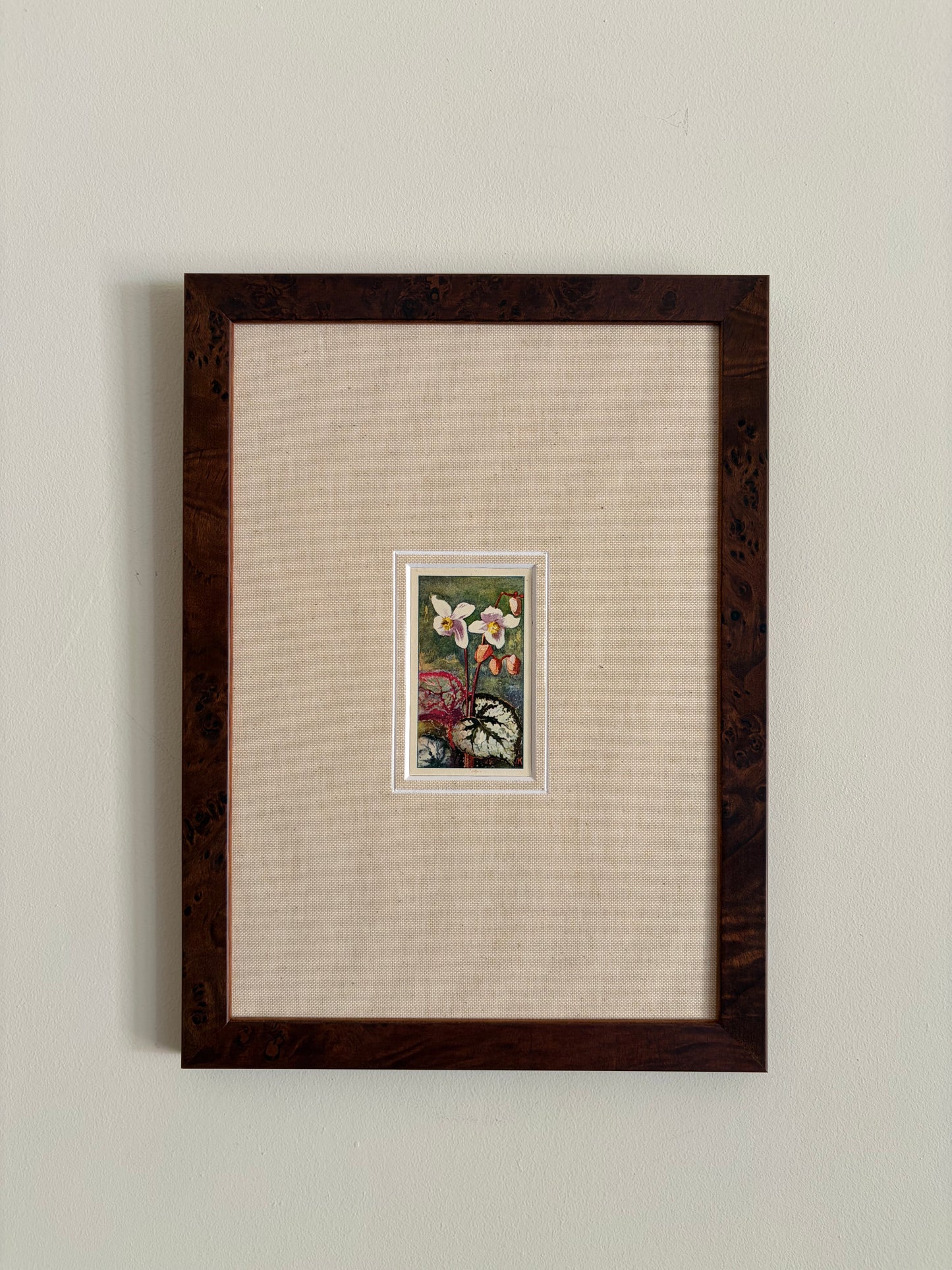 Antique bladbegonia flower print in teak frame