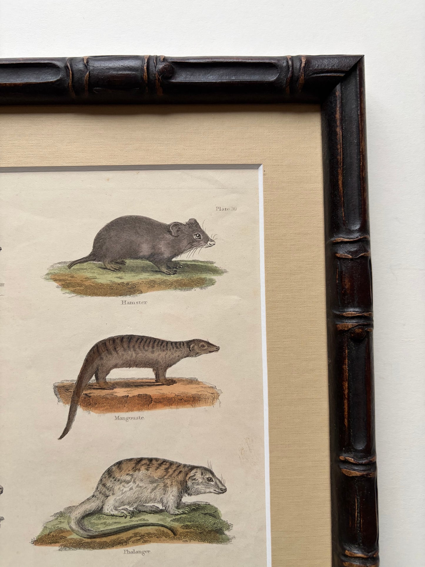 Antique mammal copper engraving print in a wooden bamboo frame