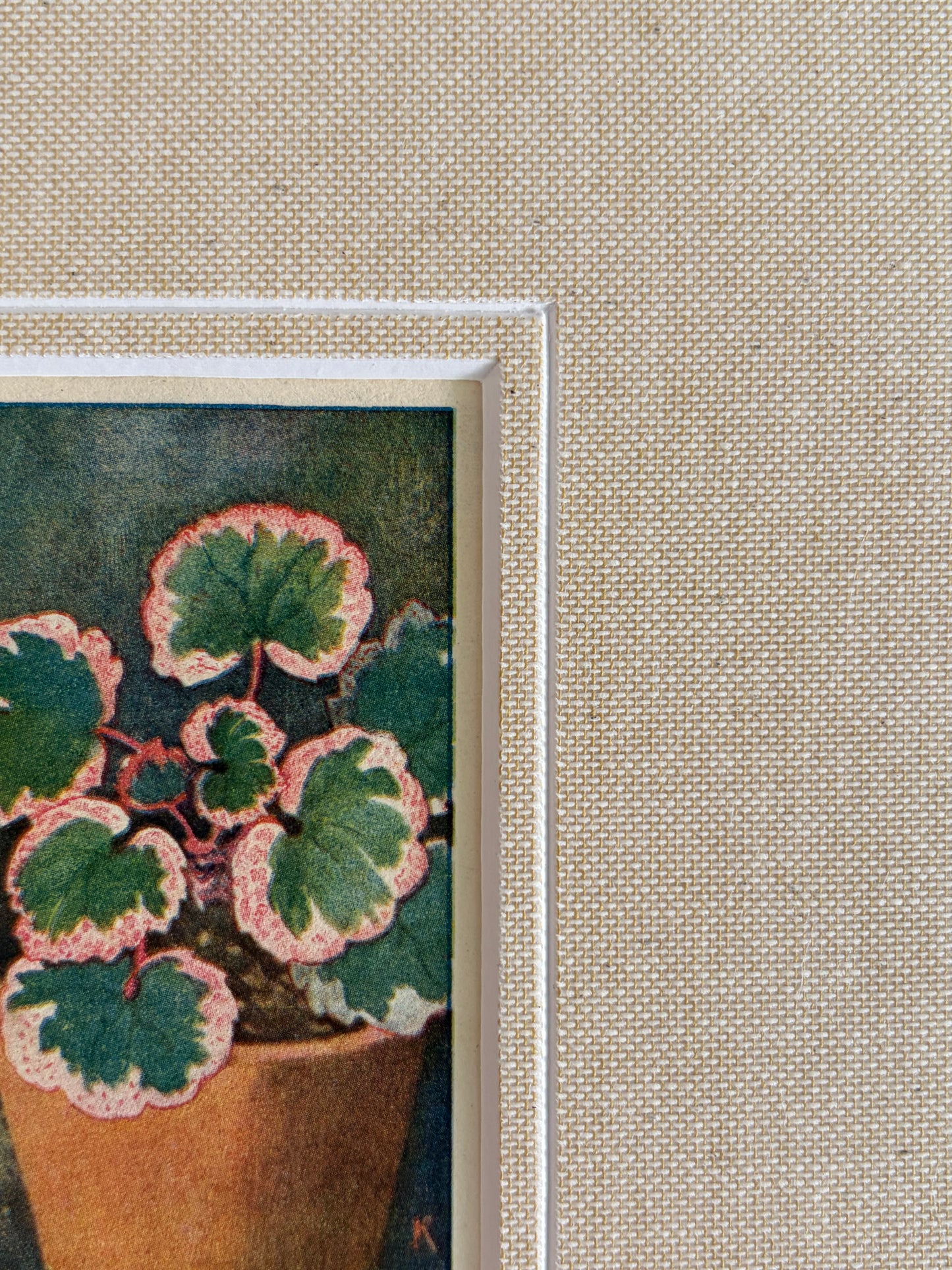 Antique strawberry begonia potted plant print in teak frame