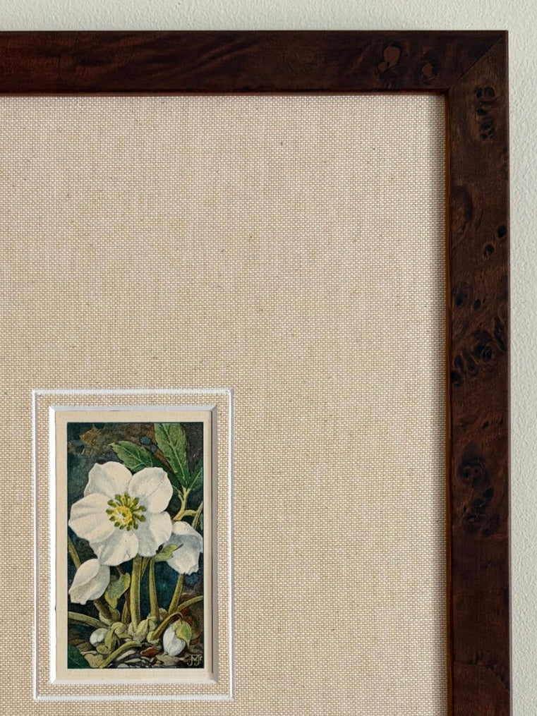 Antique Helleborus niger white flower print in teak frame