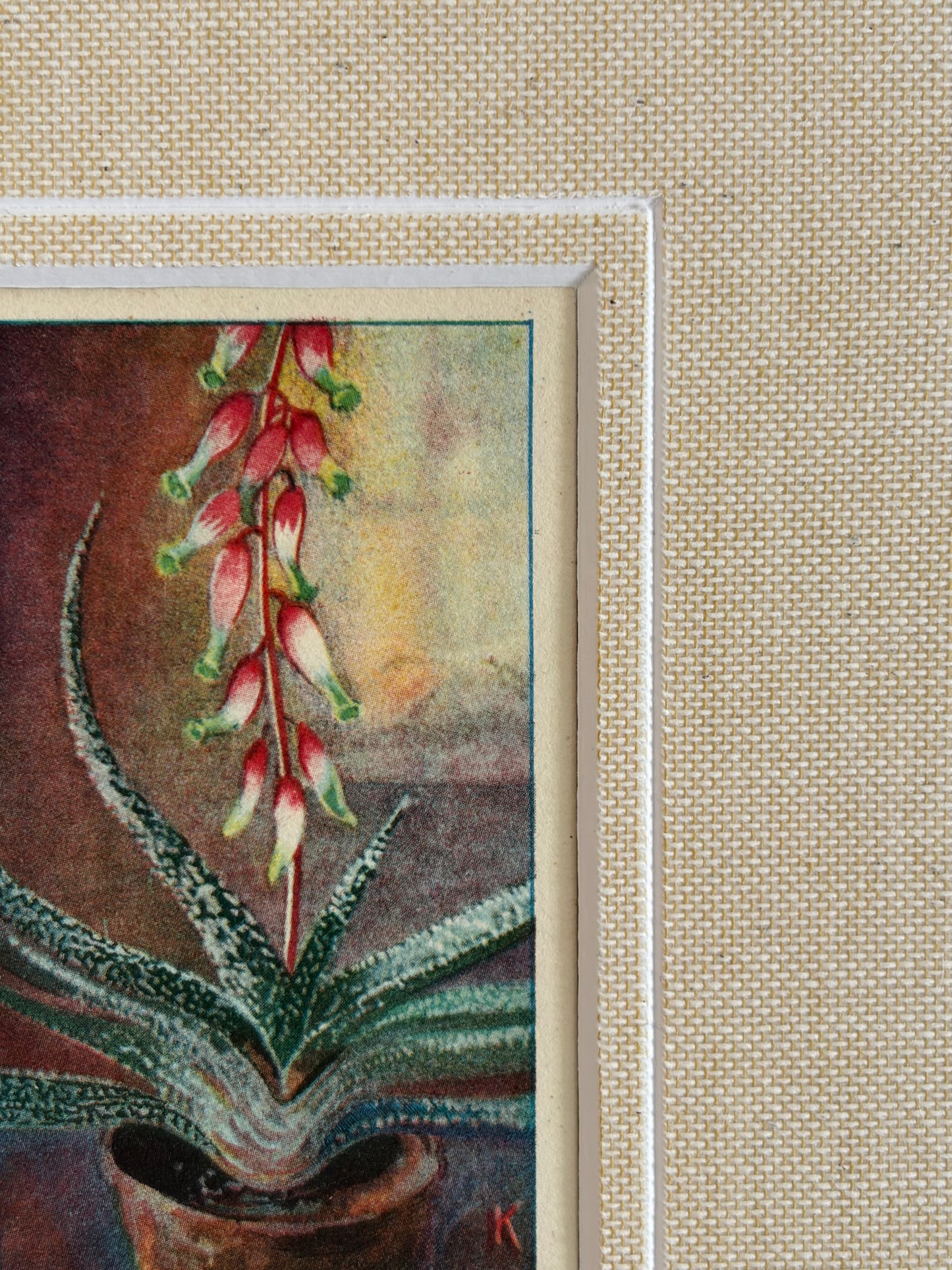 Antique aloe vera flower print in teak frame