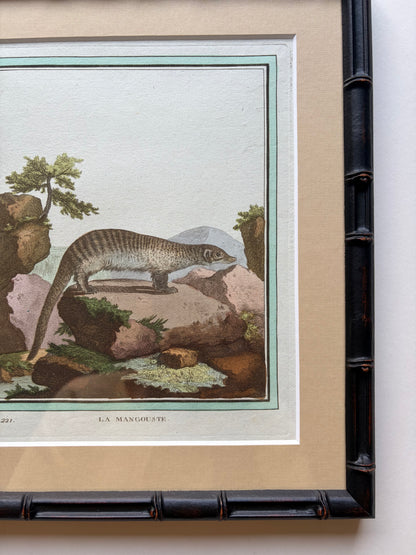 Bamboo style framed antique animal engraving, 1770