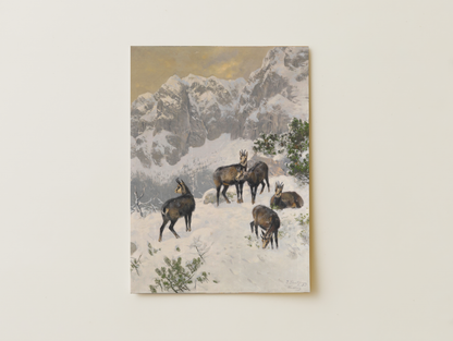 Chamois in the winter