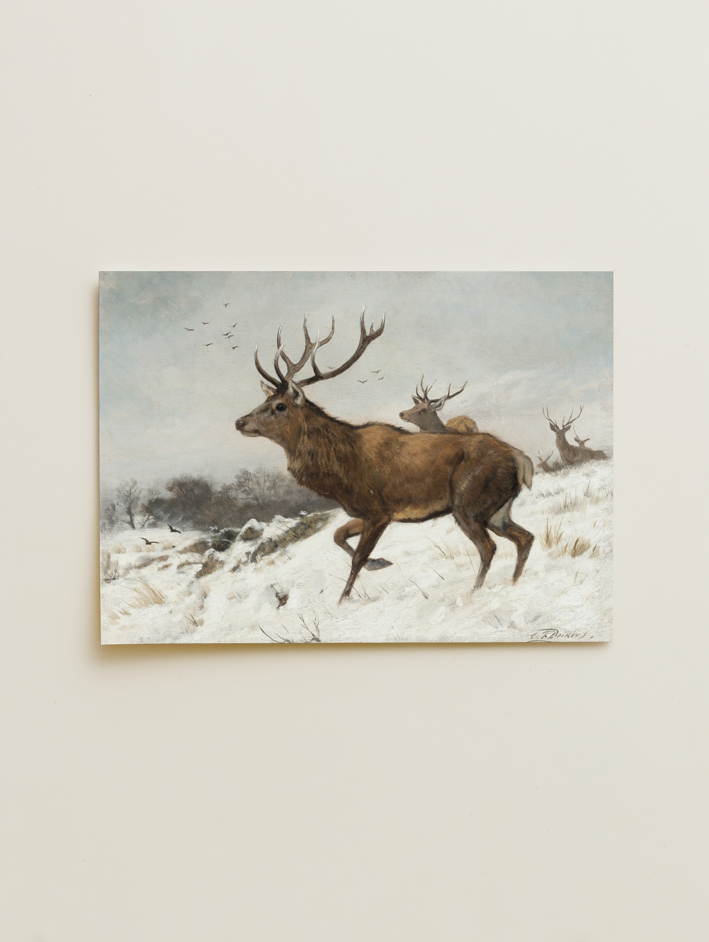 Stags in the snow