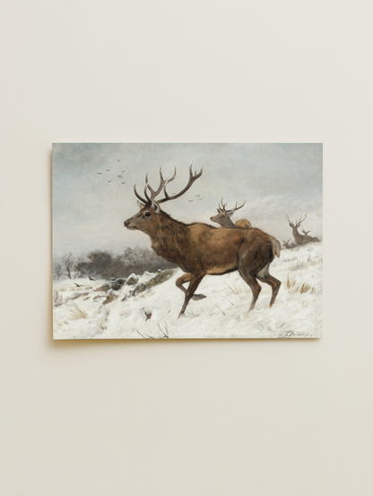 Stags in the snow