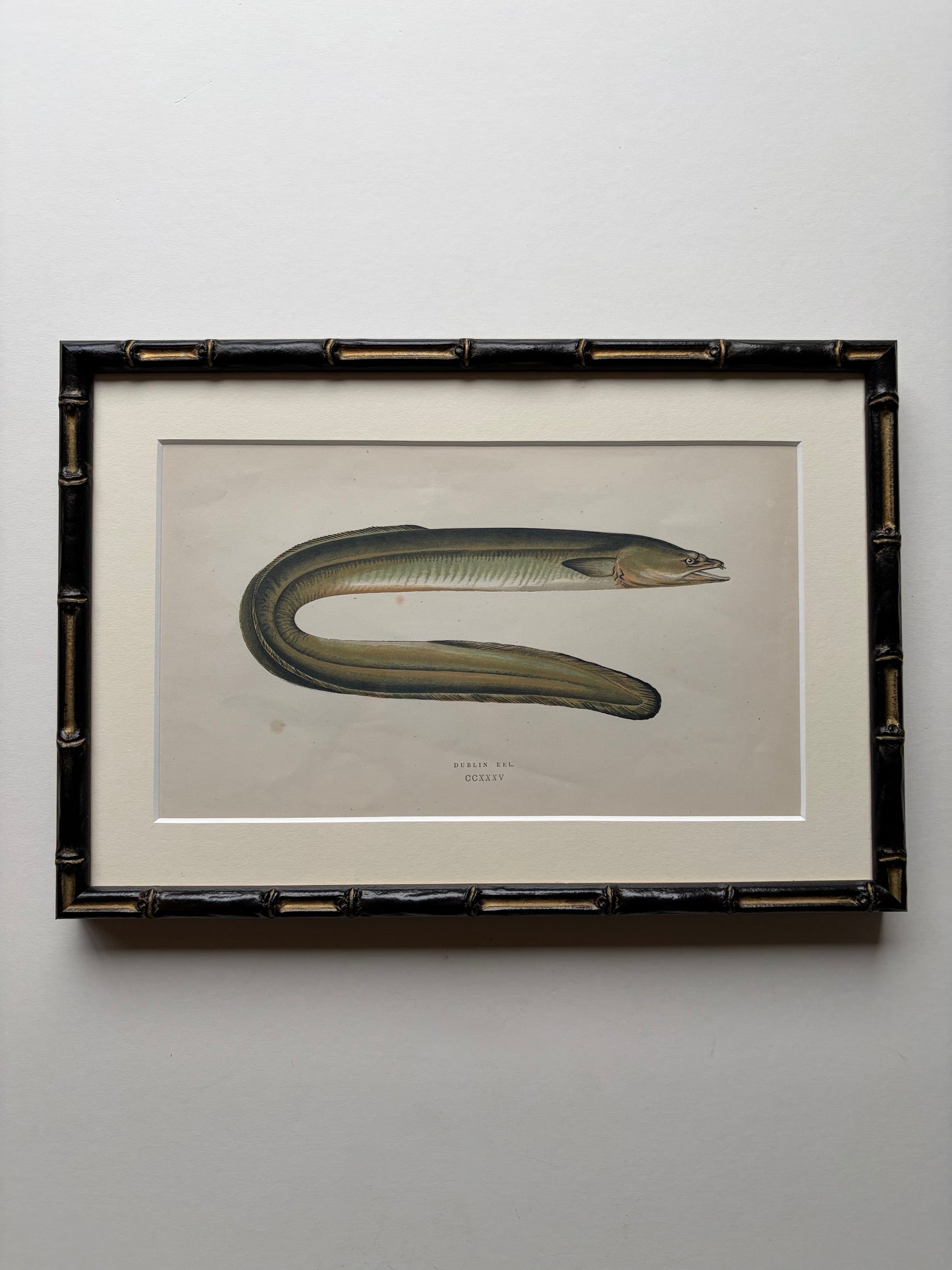 Set of three framed fish antique engraving prints, 1865