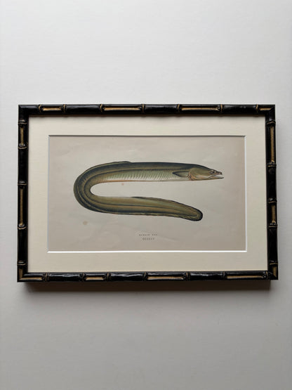 Set of three framed fish antique engraving prints, 1865