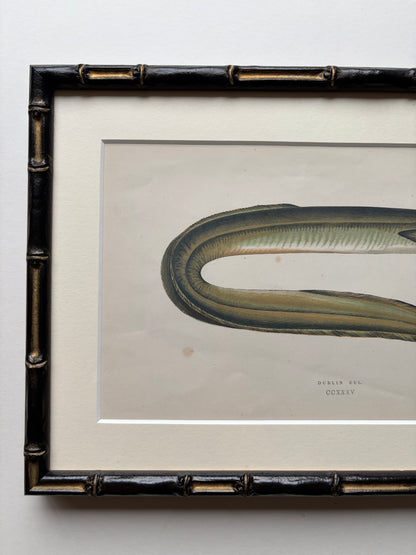 Set of three framed fish antique engraving prints, 1865