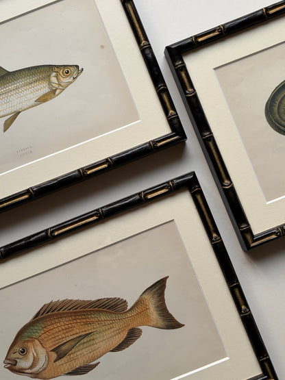 Set of three framed fish antique engraving prints, 1865