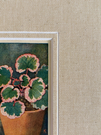 Antique strawberry begonia potted plant print in teak frame