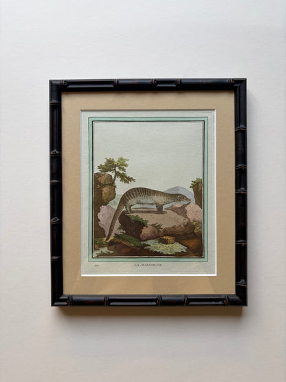 Bamboo style framed antique animal engraving, 1770