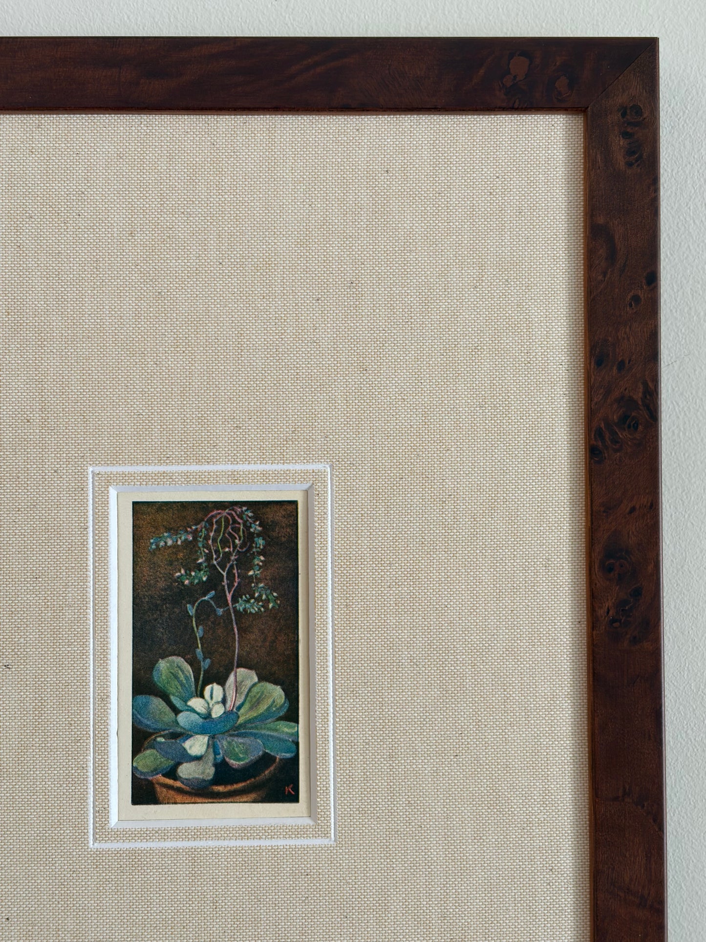 Antique succulent flower print in teak frame