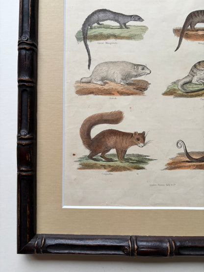 Antique mammal copper engraving print in a wooden bamboo frame