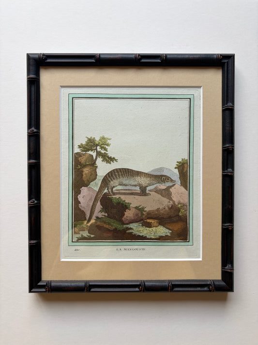 Bamboo style framed antique animal engraving, 1770