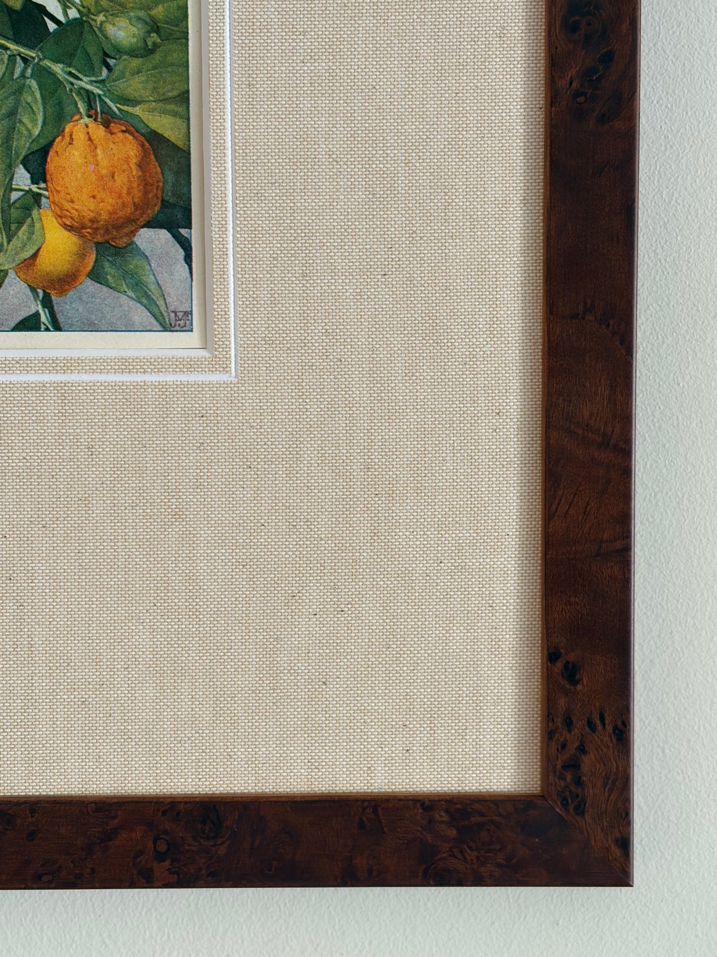 Antique orange tree print in teak frame
