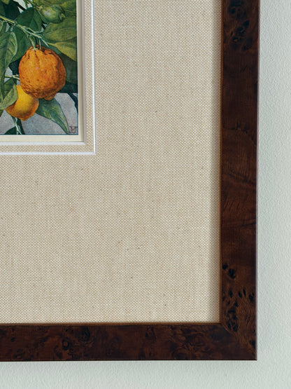Antique orange tree print in teak frame