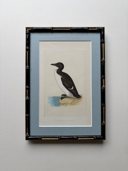 Antique framed wood engraving prints of birds (Guillemont) in bamboo style, c. 1870