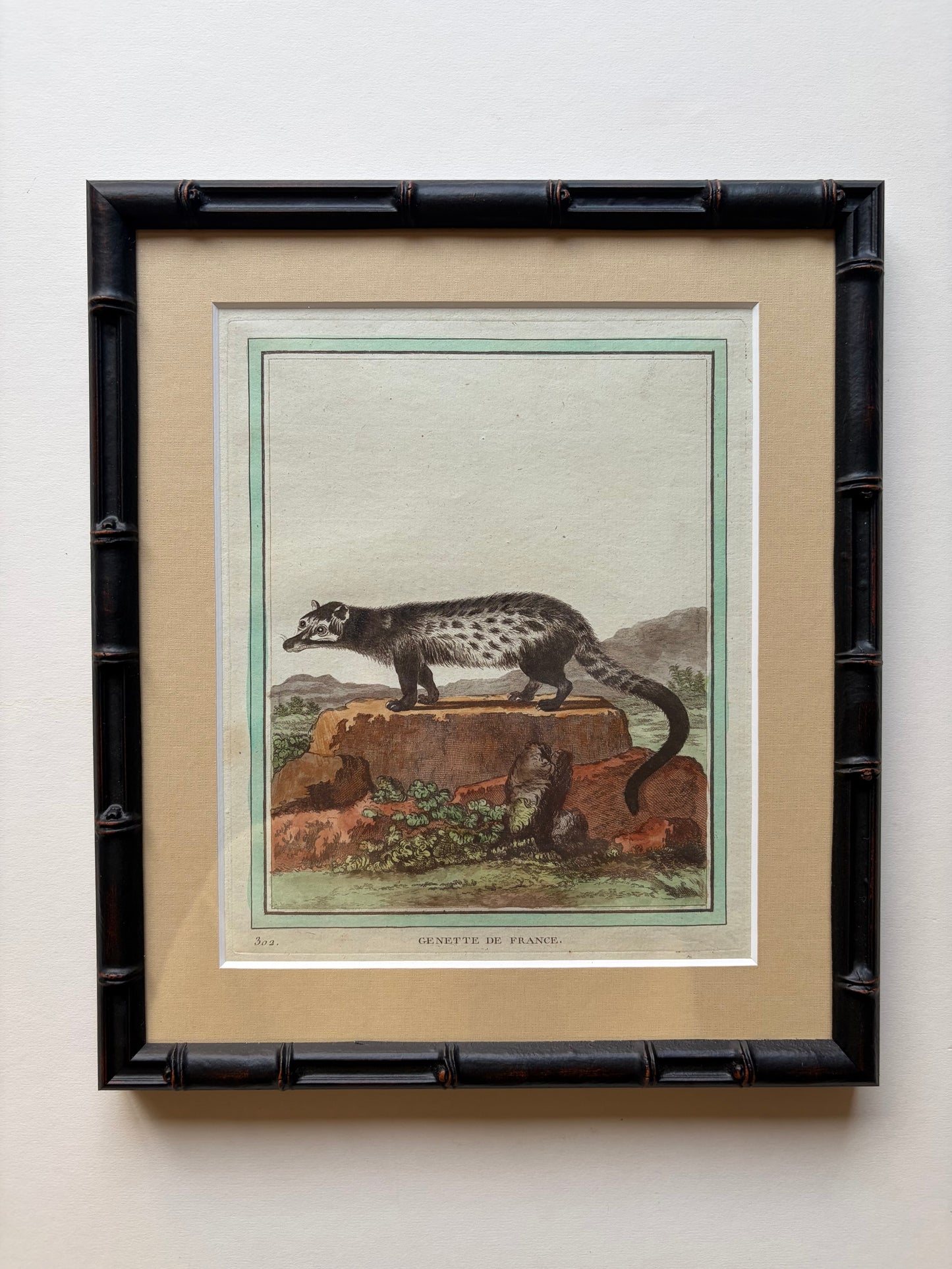 Framed mammal original antique hand engraving, 1770