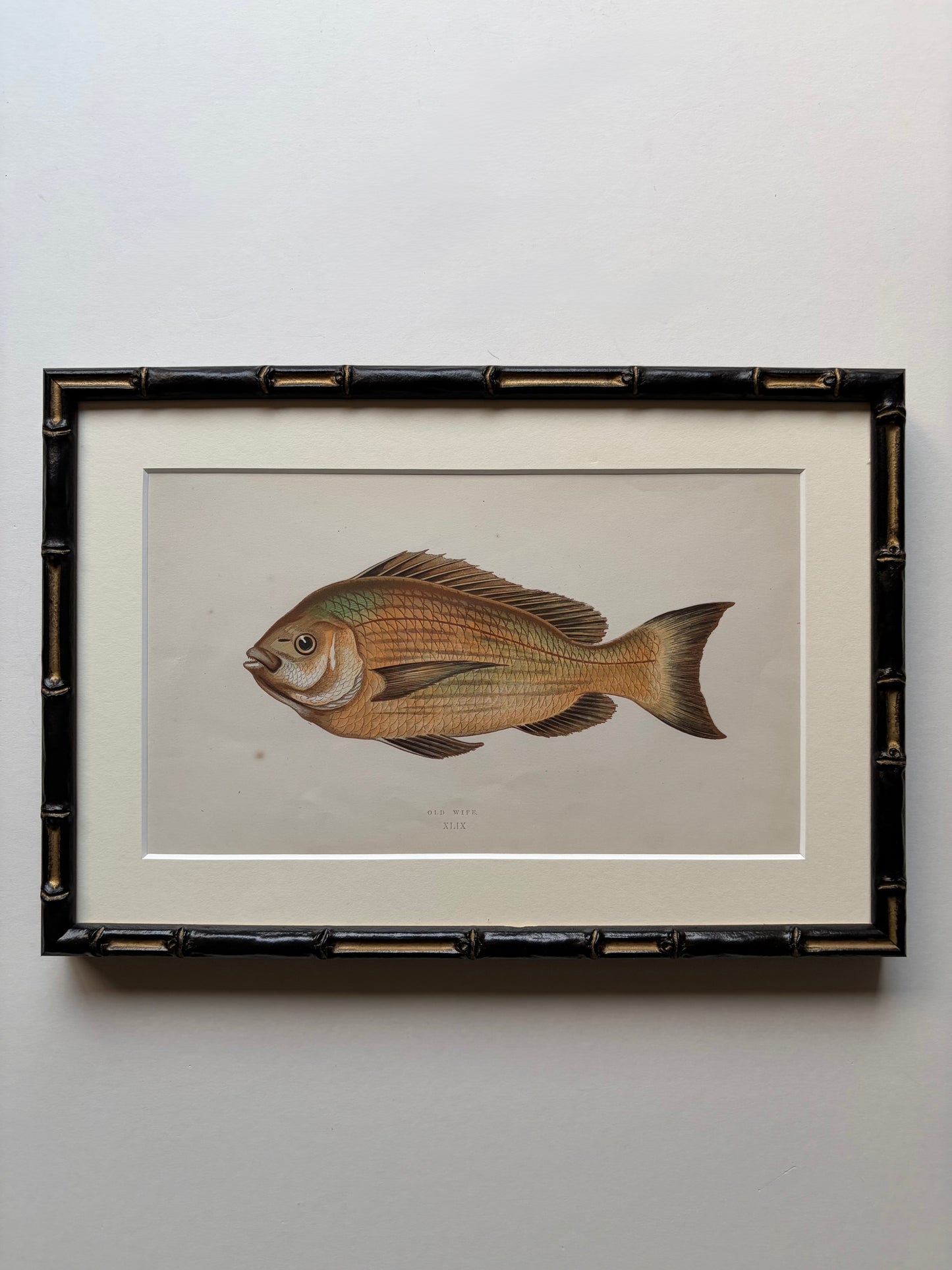 Set of three framed fish antique engraving prints, 1865