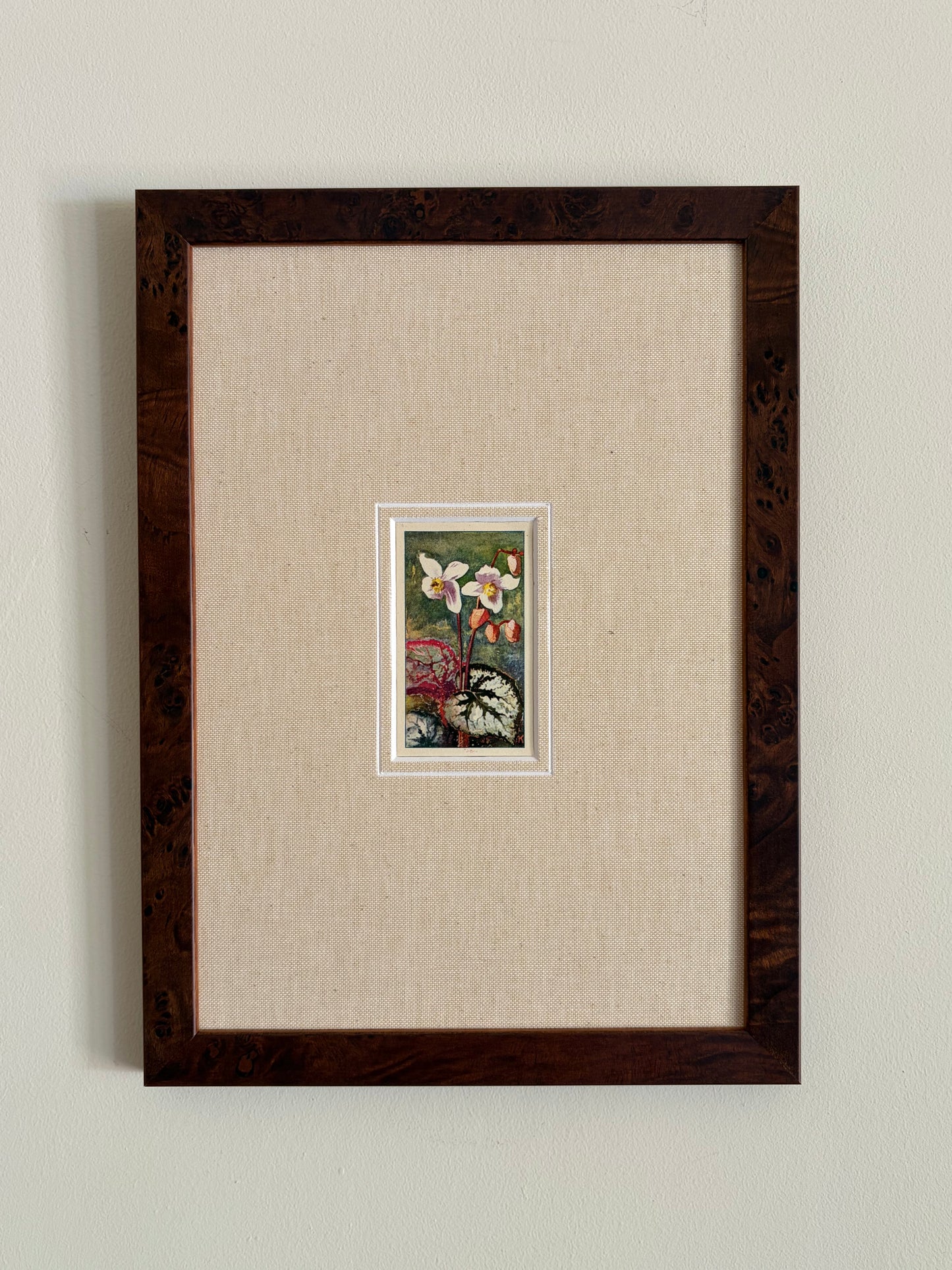 Antique bladbegonia flower print in teak frame