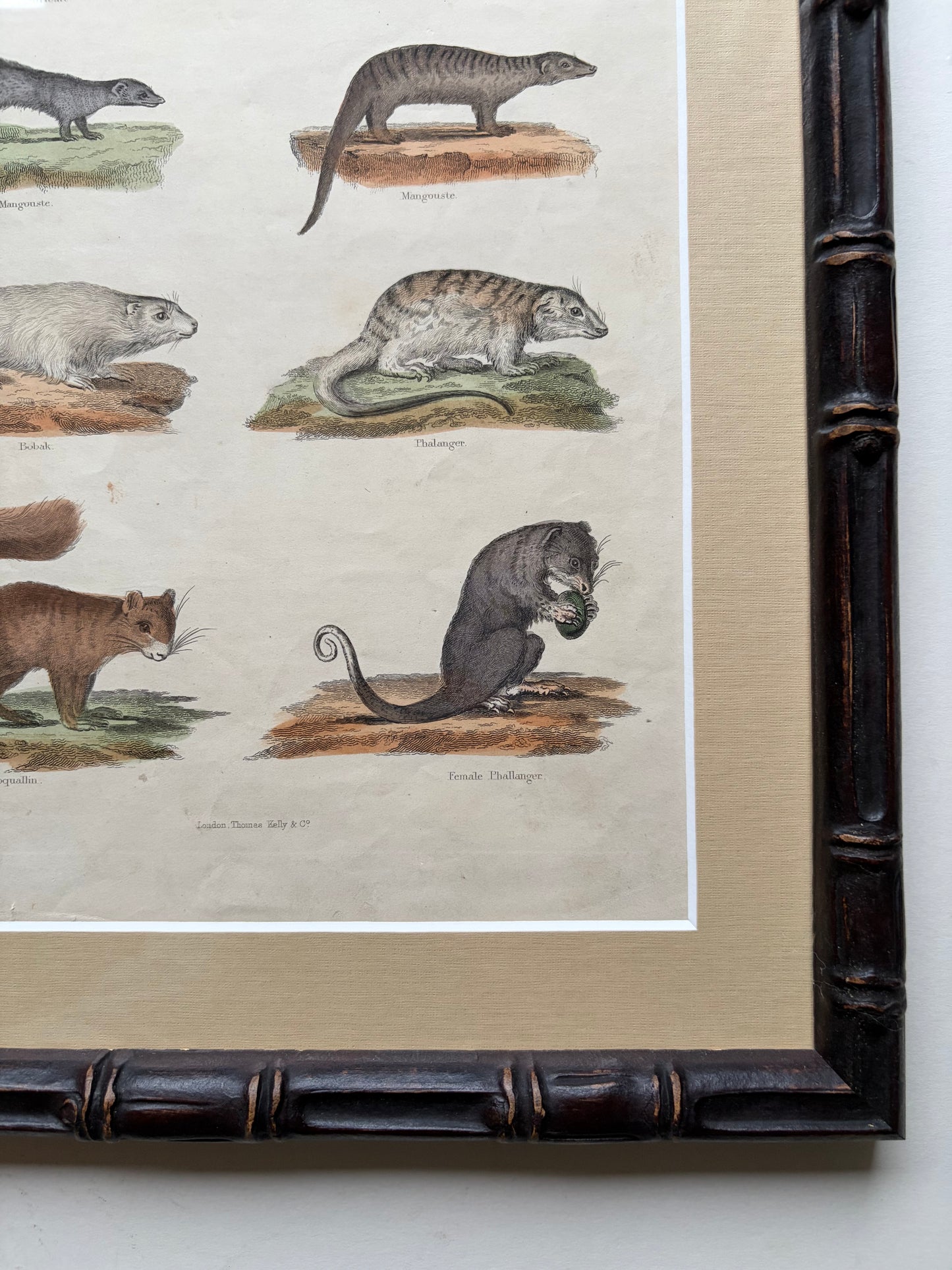 Antique mammal copper engraving print in a wooden bamboo frame