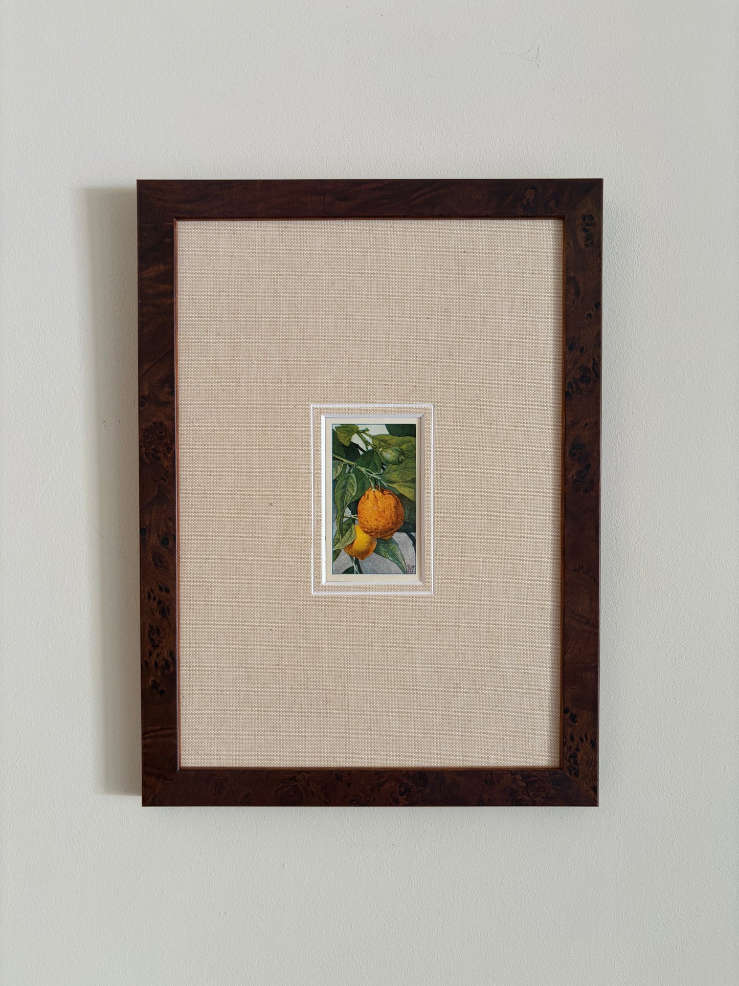 Antique orange tree print in teak frame