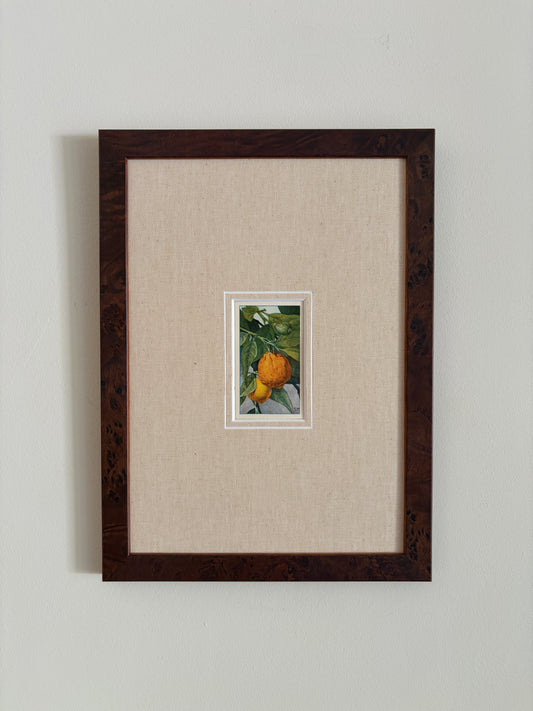 Antique orange tree print in teak frame