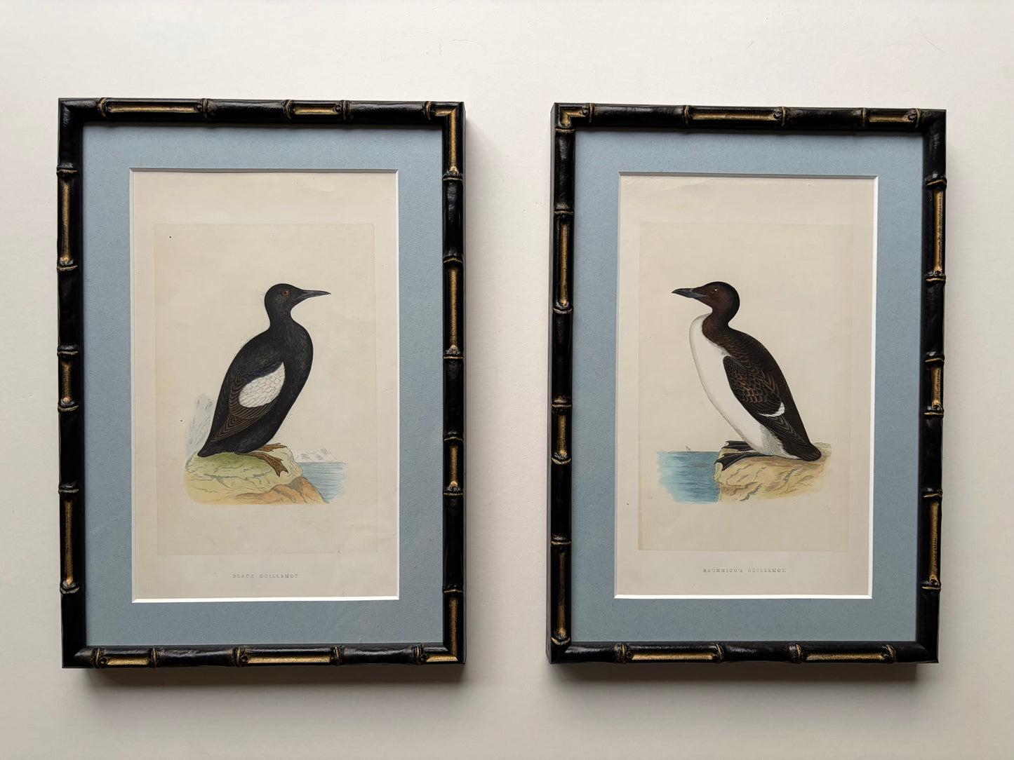 Antique framed wood engraving prints of birds (Guillemont) in bamboo style, c. 1870