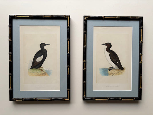 Antique framed wood engraving prints of birds (Guillemont) in bamboo style, c. 1870