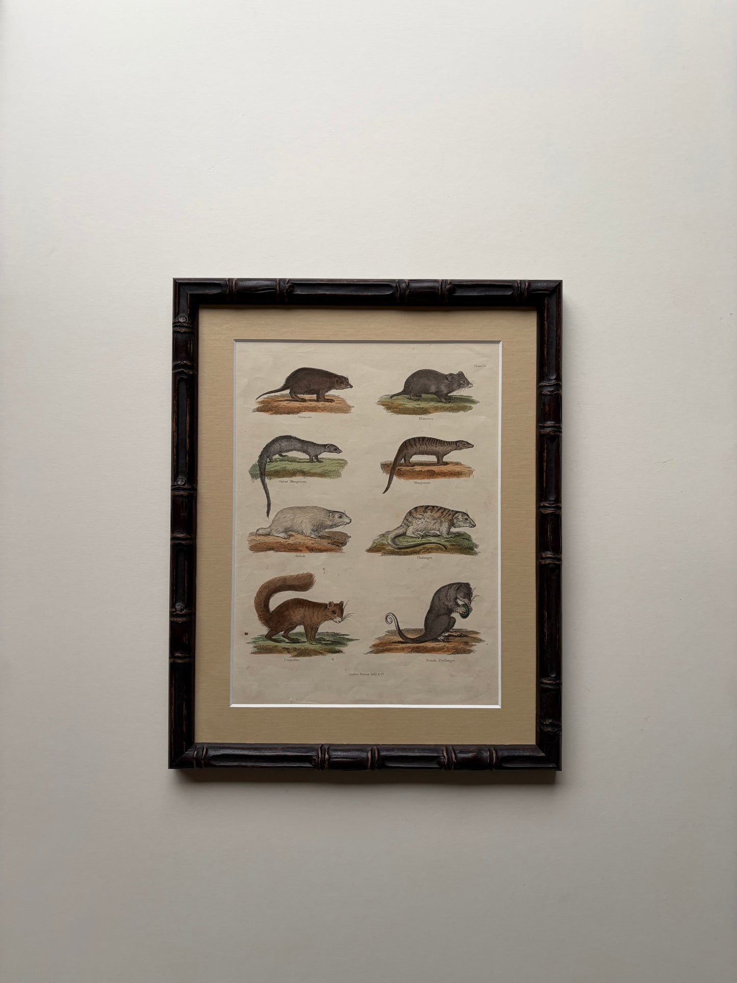 Antique mammal copper engraving print in a wooden bamboo frame