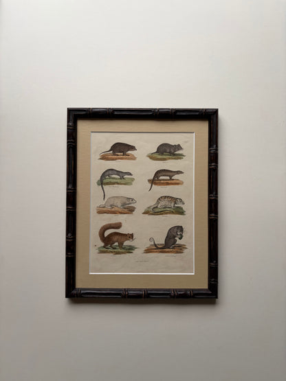 Antique mammal copper engraving print in a wooden bamboo frame