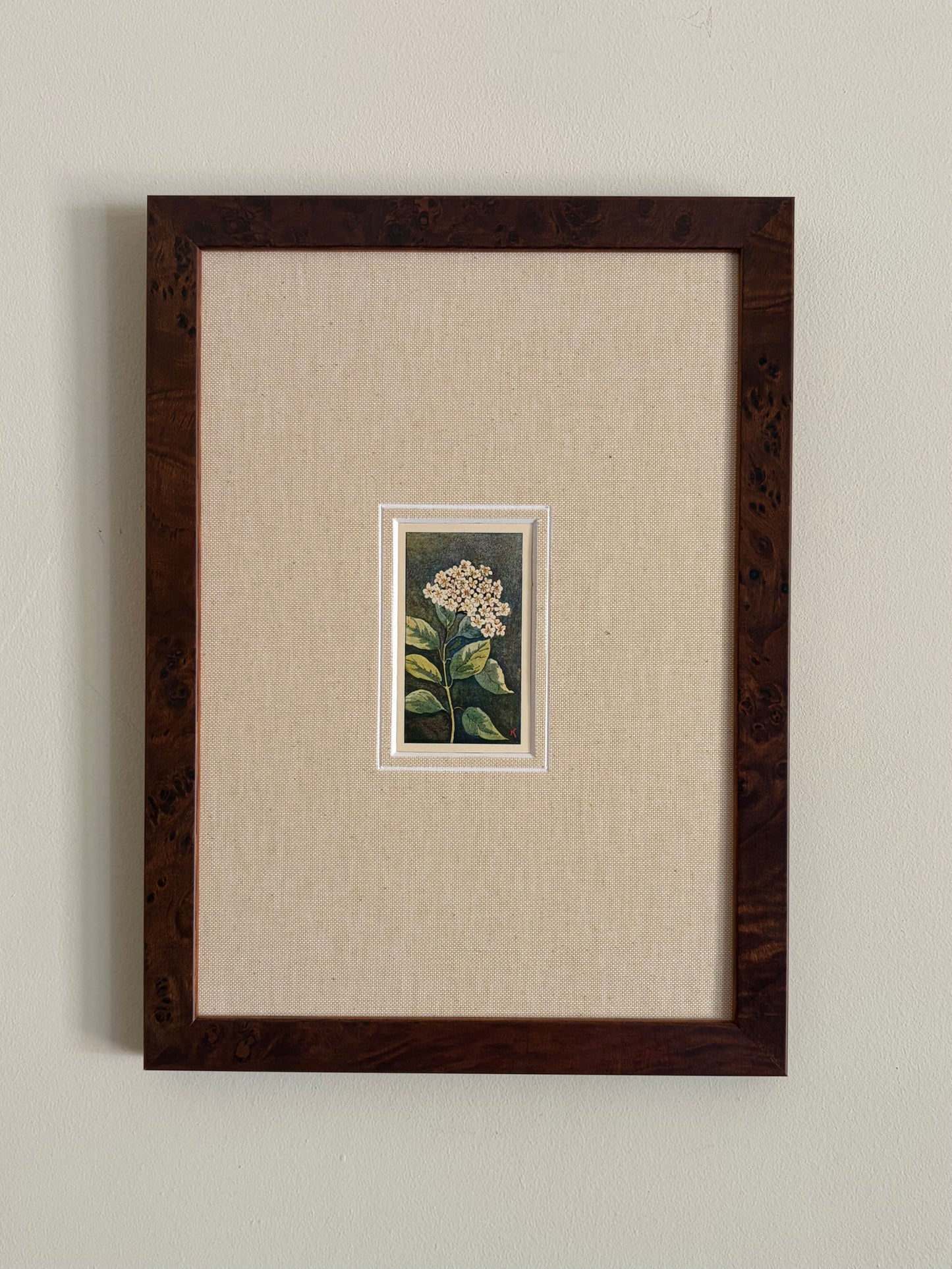 Antique viburnum tinus white flower print in teak frame