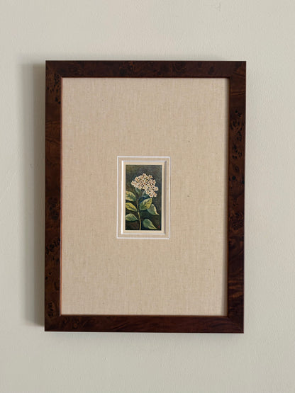 Antique viburnum tinus white flower print in teak frame