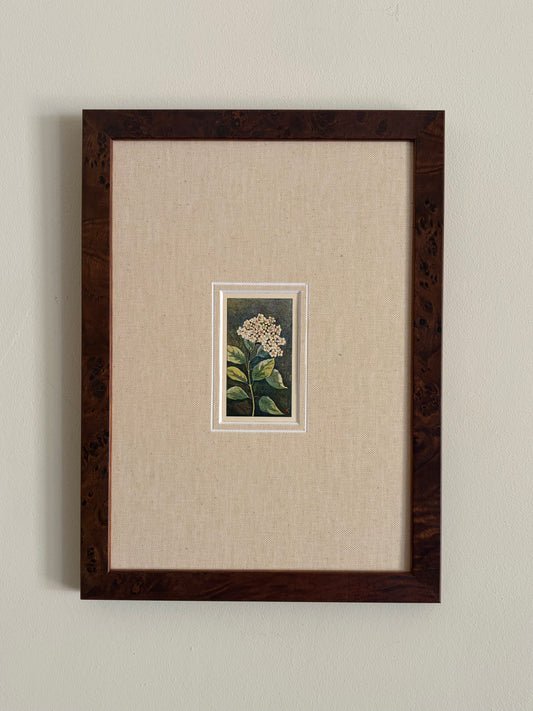Antique viburnum tinus white flower print in teak frame