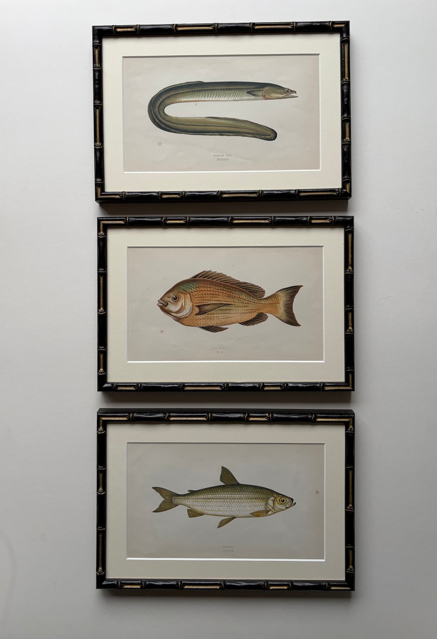 Set of three framed fish antique engraving prints, 1865