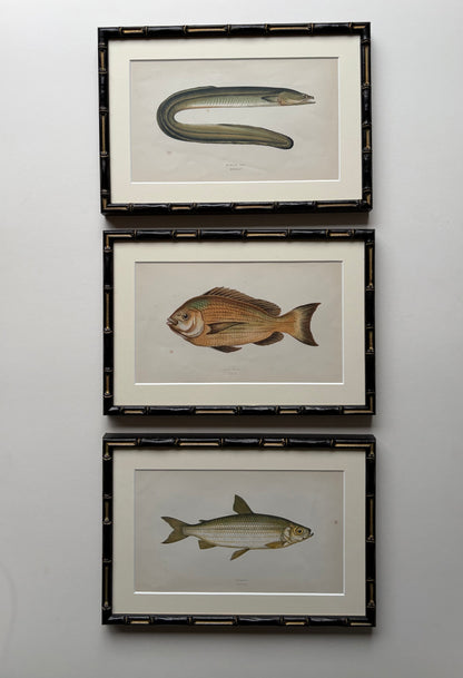 Set of three framed fish antique engraving prints, 1865