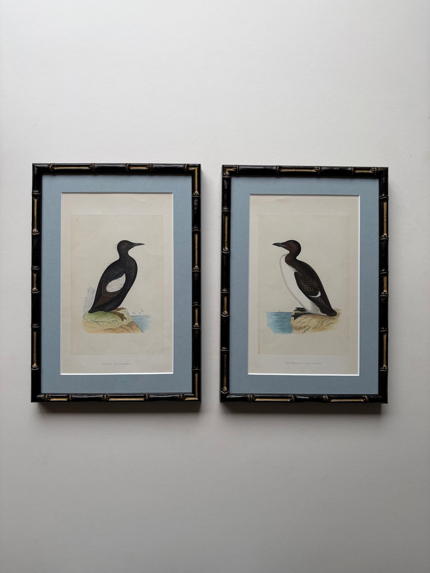 Antique framed wood engraving prints of birds (Guillemont) in bamboo style, c. 1870