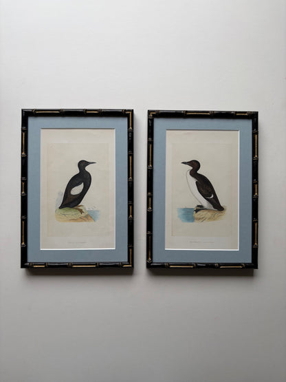Antique framed wood engraving prints of birds (Guillemont) in bamboo style, c. 1870