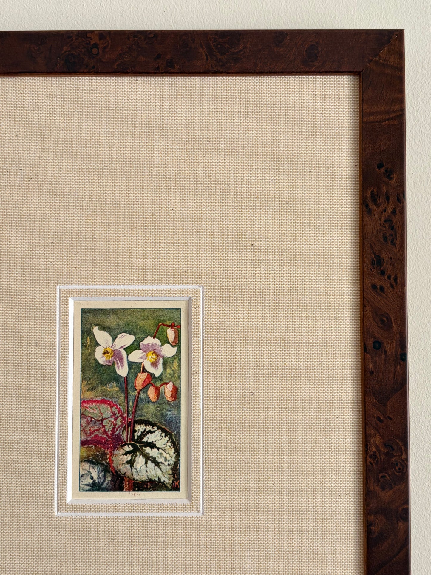 Antique bladbegonia flower print in teak frame