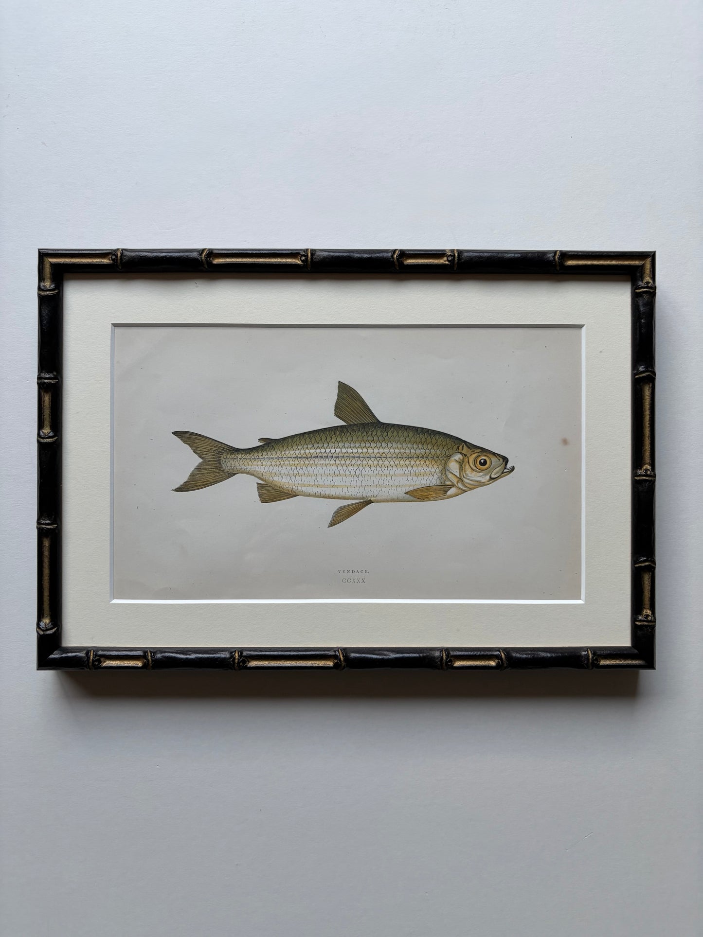 Set of three framed fish antique engraving prints, 1865