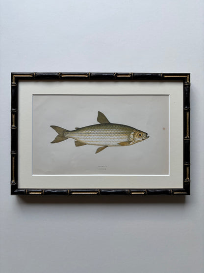 Set of three framed fish antique engraving prints, 1865