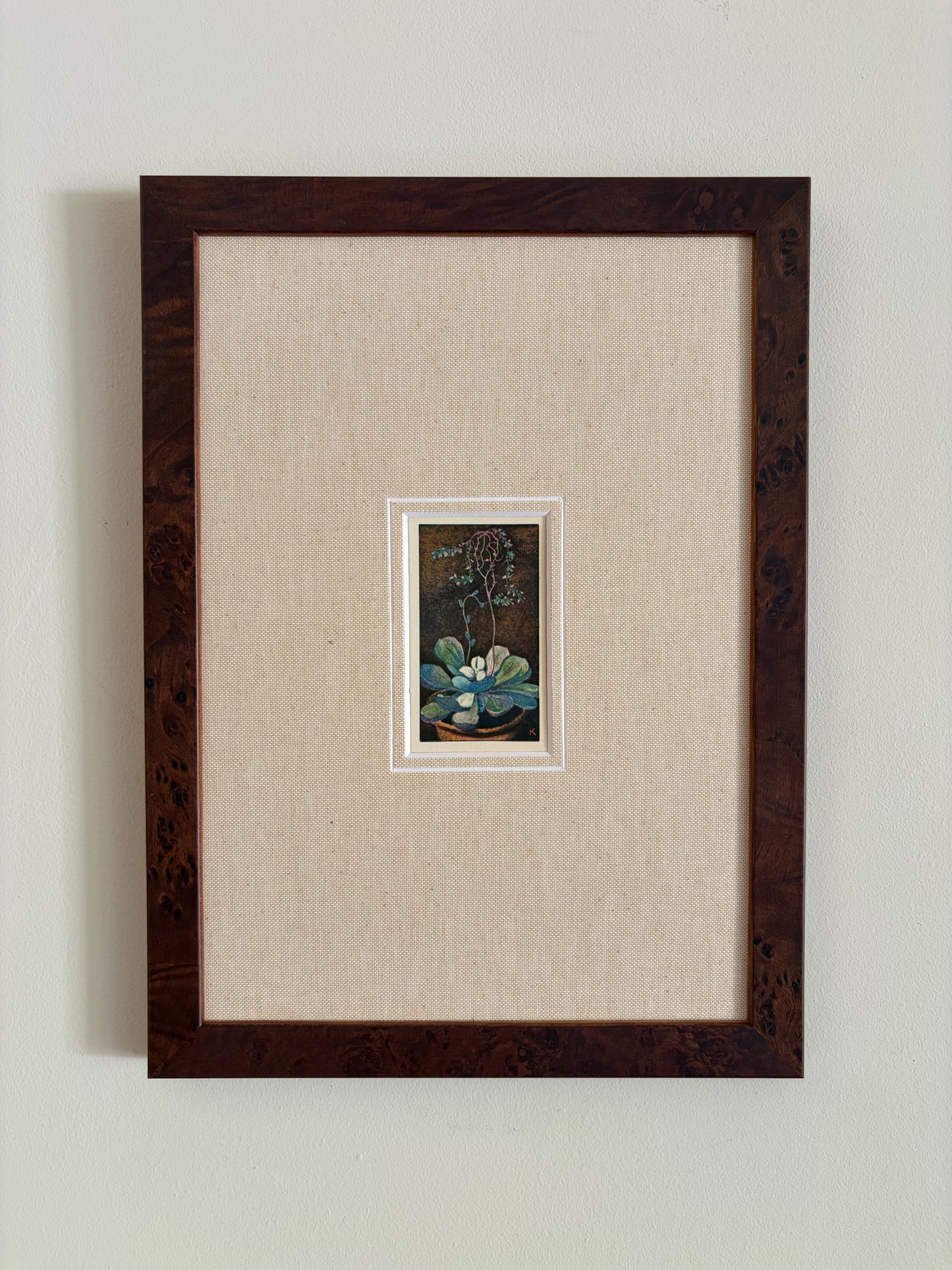 Antique succulent flower print in teak frame