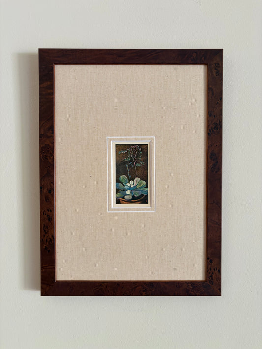 Antique succulent flower print in teak frame