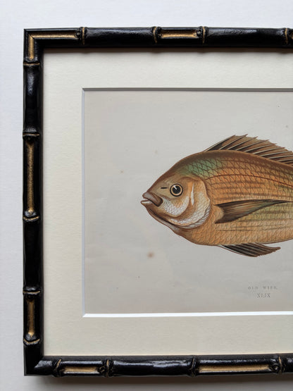 Set of three framed fish antique engraving prints, 1865