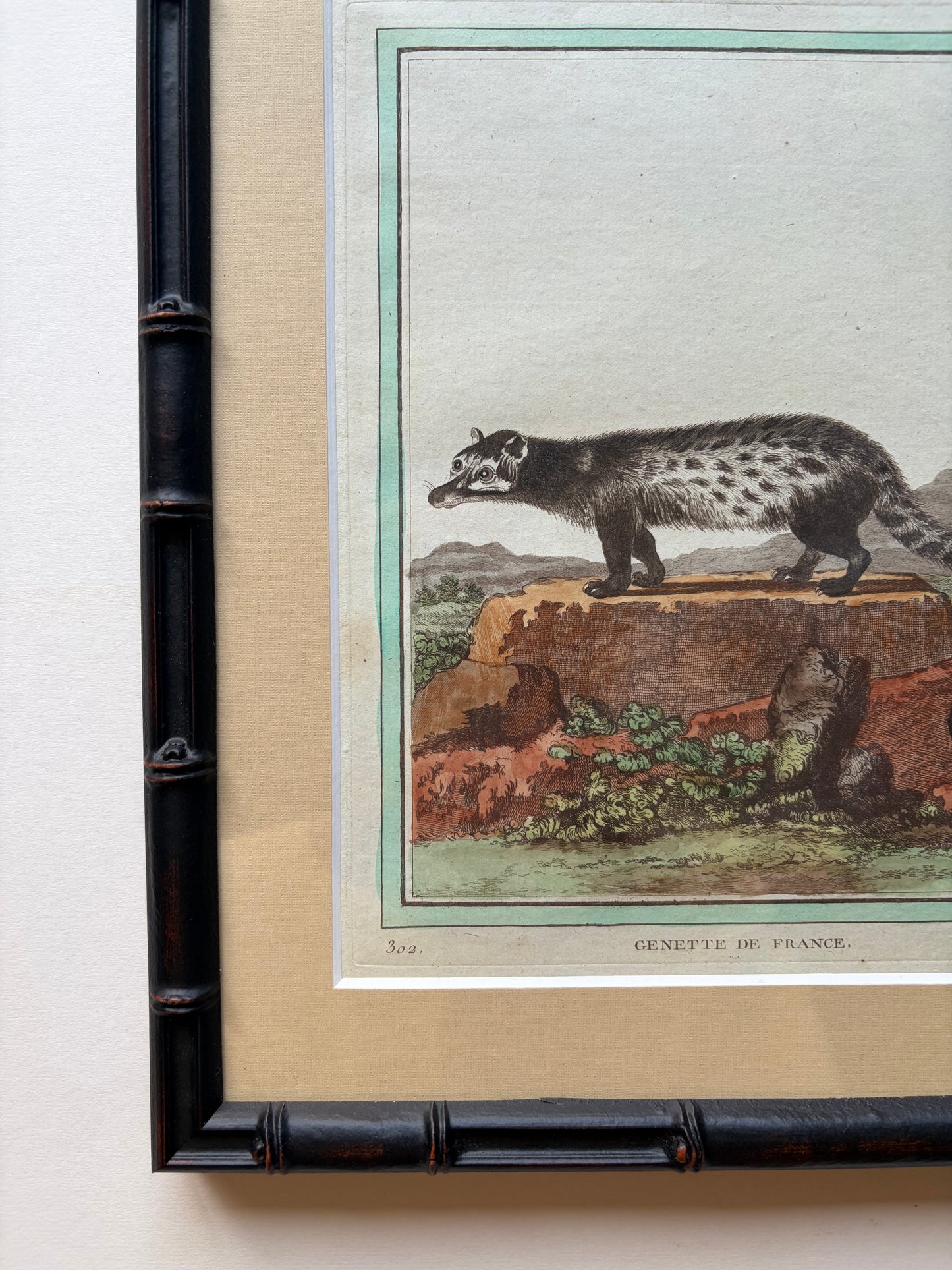 Framed mammal original antique hand engraving, 1770