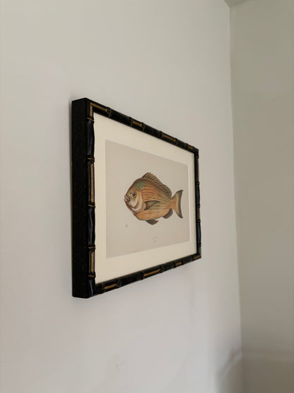 Set of three framed fish antique engraving prints, 1865