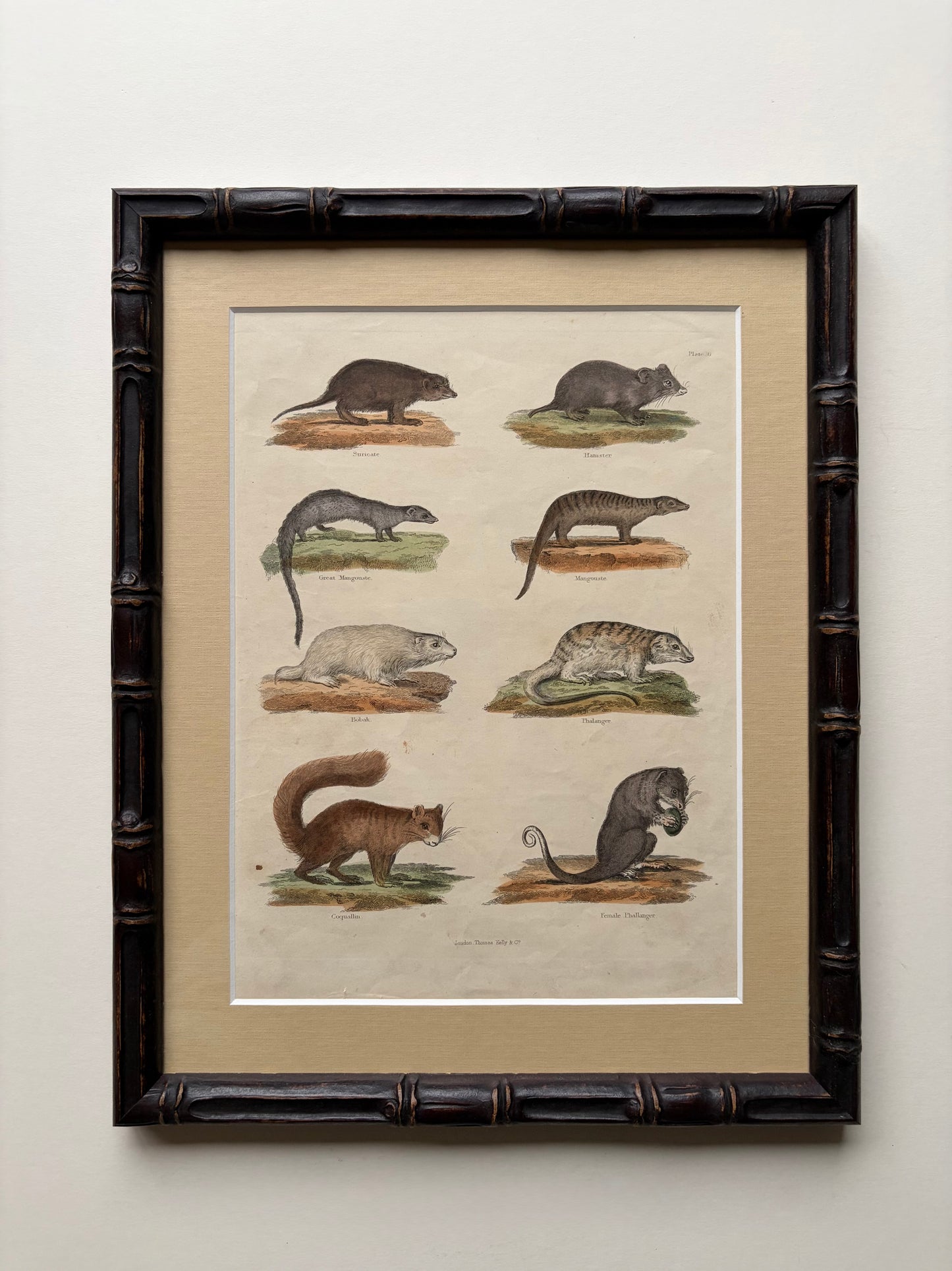 Antique mammal copper engraving print in a wooden bamboo frame