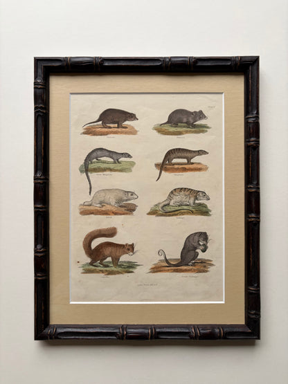 Antique mammal copper engraving print in a wooden bamboo frame