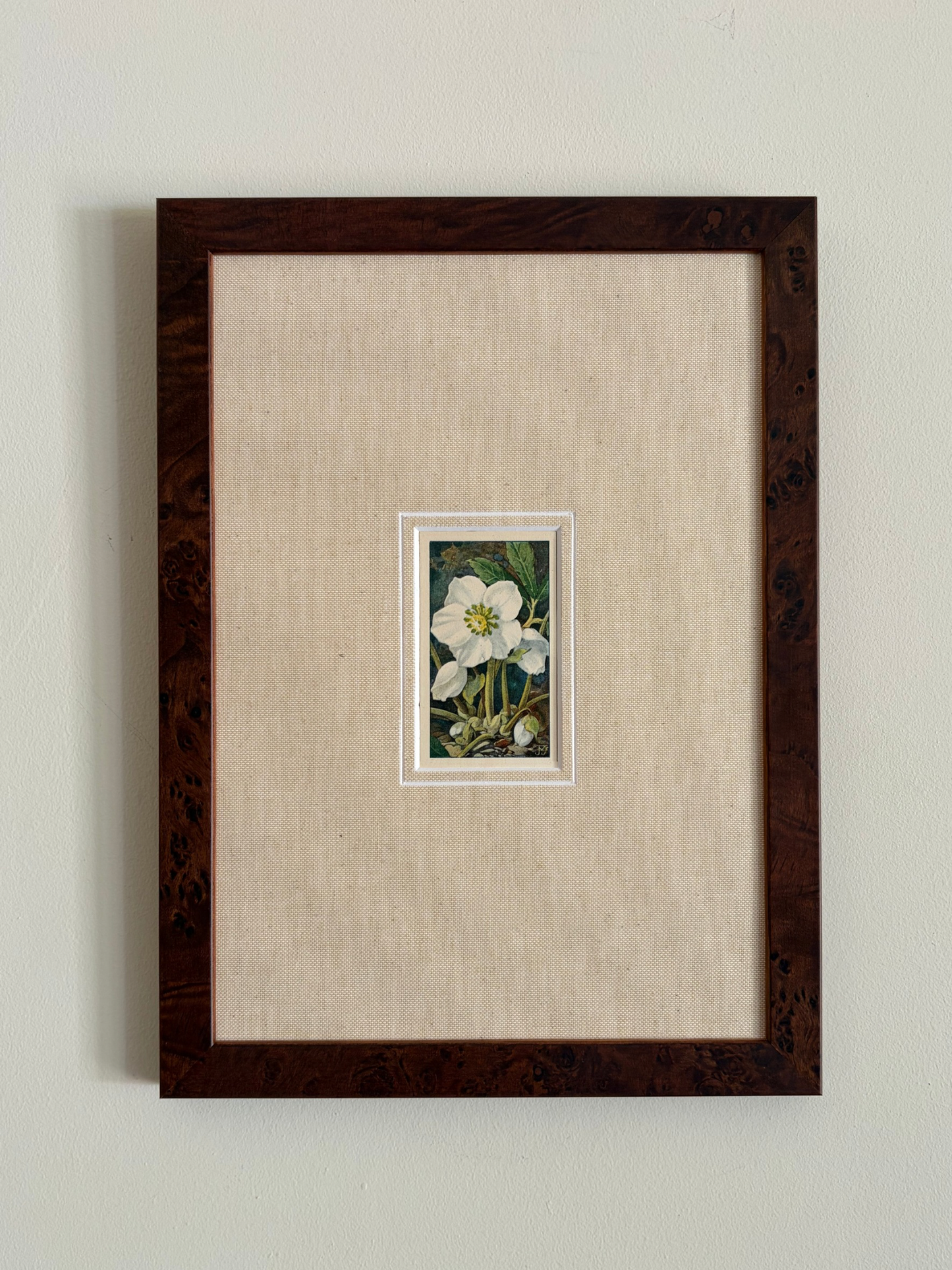 Antique Helleborus niger white flower print in teak frame